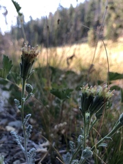 Chaenactis douglasii douglasii