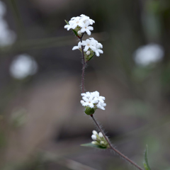 Leucopogon concurvus