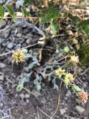 Chaenactis douglasii douglasii