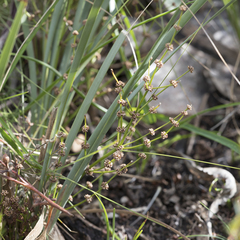 Lomandra multiflora dura