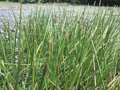 Carex stricta