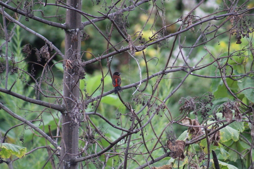 Crimson-backed Tanager