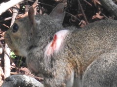 Cuterebra emasculator