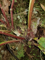 Trichodrymonia lineata
