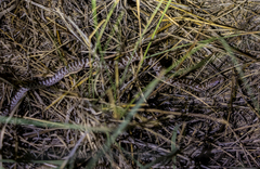 Arizona elegans philipi