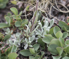 Antennaria media