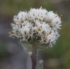 Antennaria media
