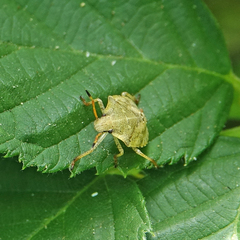 Euschistus