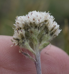 Antennaria media