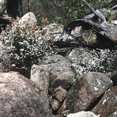 Acrothamnus melaleucoides
