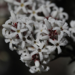 Acrothamnus melaleucoides
