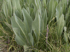 Senecio scorzonella