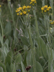 Senecio scorzonella
