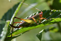 Orchelimum pulchellum