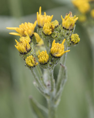 Senecio scorzonella
