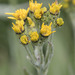 Sierra Ragwort - Photo (c) Todd Ramsden, some rights reserved (CC BY-NC), uploaded by Todd Ramsden