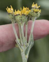 Senecio scorzonella