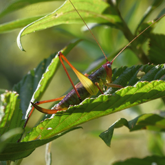 Orchelimum pulchellum