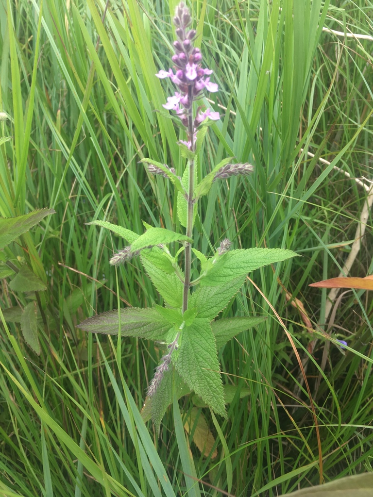 Teucrium canadense, Lake Erie, , ON, CA