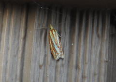 Sparganothis tristriata