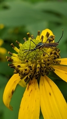 Toxorhynchites rutilus septentrionalis