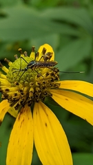 Toxorhynchites rutilus septentrionalis