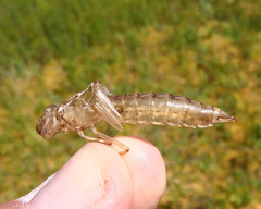 Aeshna tuberculifera