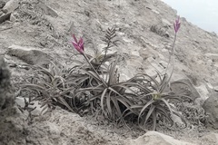 Tillandsia purpurea