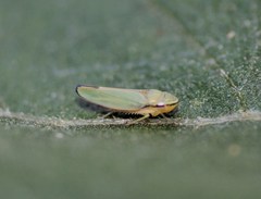 Graphogonalia evagorata