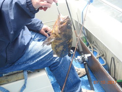 Sebastes chrysomelas