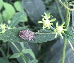 Halyomorpha halys