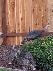 Meleagris gallopavo