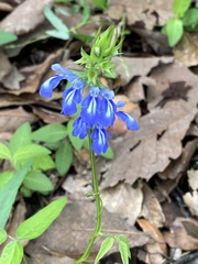 Salvia laevis