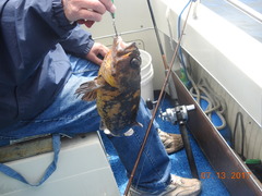 Sebastes chrysomelas