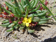 Phemeranthus parvulus