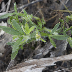 Xanthosia huegelii