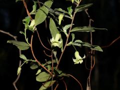 Billardiera mutabilis