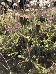 Chaenactis douglasii douglasii