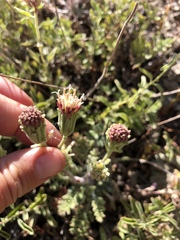 Chaenactis douglasii douglasii