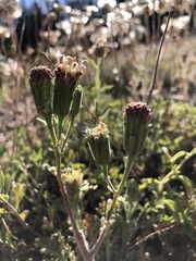 Chaenactis douglasii douglasii
