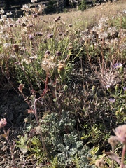 Chaenactis douglasii douglasii