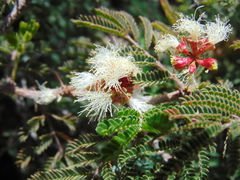 Painteria elachistophylla