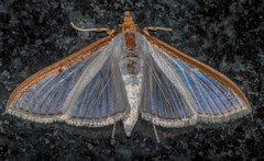 Palpita vitrealis