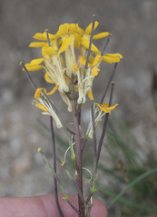Erysimum perenne
