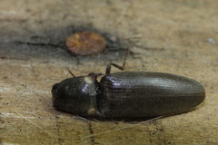 Deilelater mexicanus