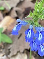 Salvia laevis