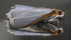 Palpita vitrealis