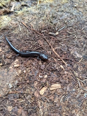 Plethodon nettingi