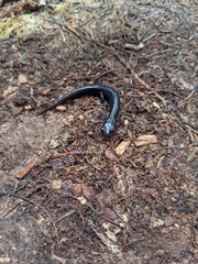 Plethodon nettingi
