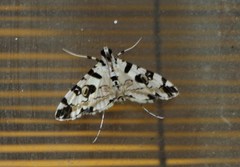 Conchylodes salamisalis